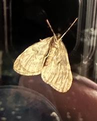 Operophtera