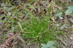 Isolepis