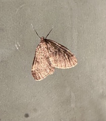 Operophtera
