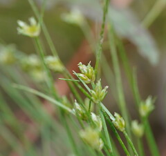 Isolepis