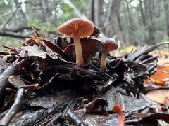 Tubariaceae