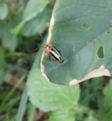 Disonycha glabrata