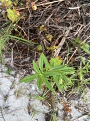 Spermacoce verticillata