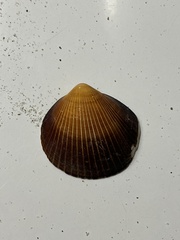 Glycymerididae