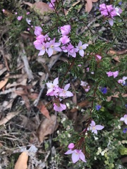 Boronia microphylla
