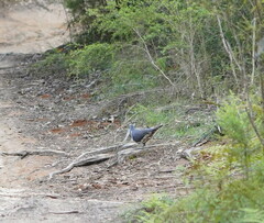Leucosarcia melanoleuca