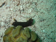 Pseudosquilla ciliata