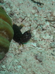 Pseudosquilla ciliata