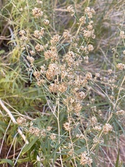 Brickellia longifolia