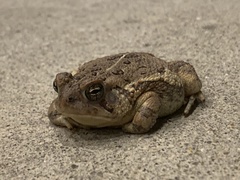 Anaxyrus fowleri
