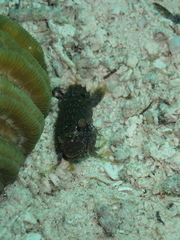 Pseudosquilla ciliata