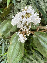 Miconia cataractae