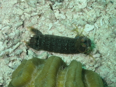 Pseudosquilla ciliata