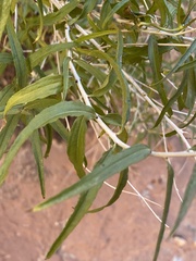 Brickellia longifolia