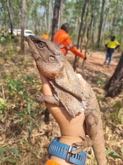 Chlamydosaurus kingii