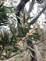 Hakea laevipes