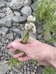 Euthamia occidentalis