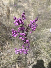 Comesperma ericinum