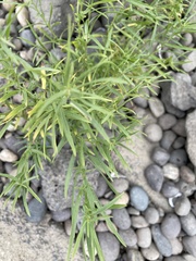 Euthamia occidentalis