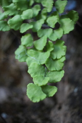 Adiantum poiretii