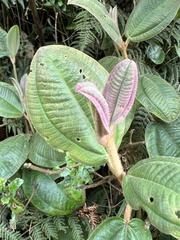 Miconia cataractae