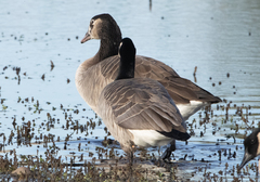 Anser anser × Branta canadensis