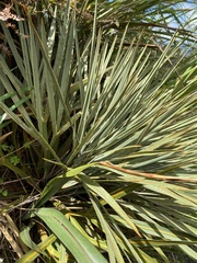 Aciphylla colensoi