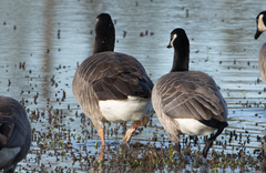 Anser anser × Branta canadensis