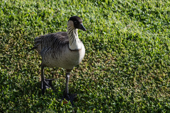 Branta sandvicensis