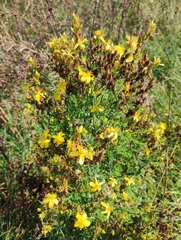 Hypericum annulatum