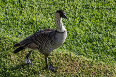 Branta sandvicensis
