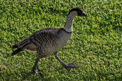 Branta sandvicensis