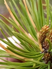 Coleotechnites starki