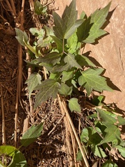 Clematis ligusticifolia