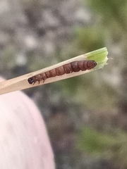 Coleotechnites starki