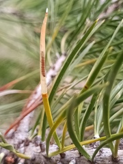 Coleotechnites starki