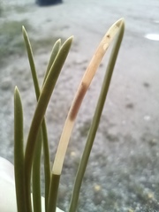 Coleotechnites starki