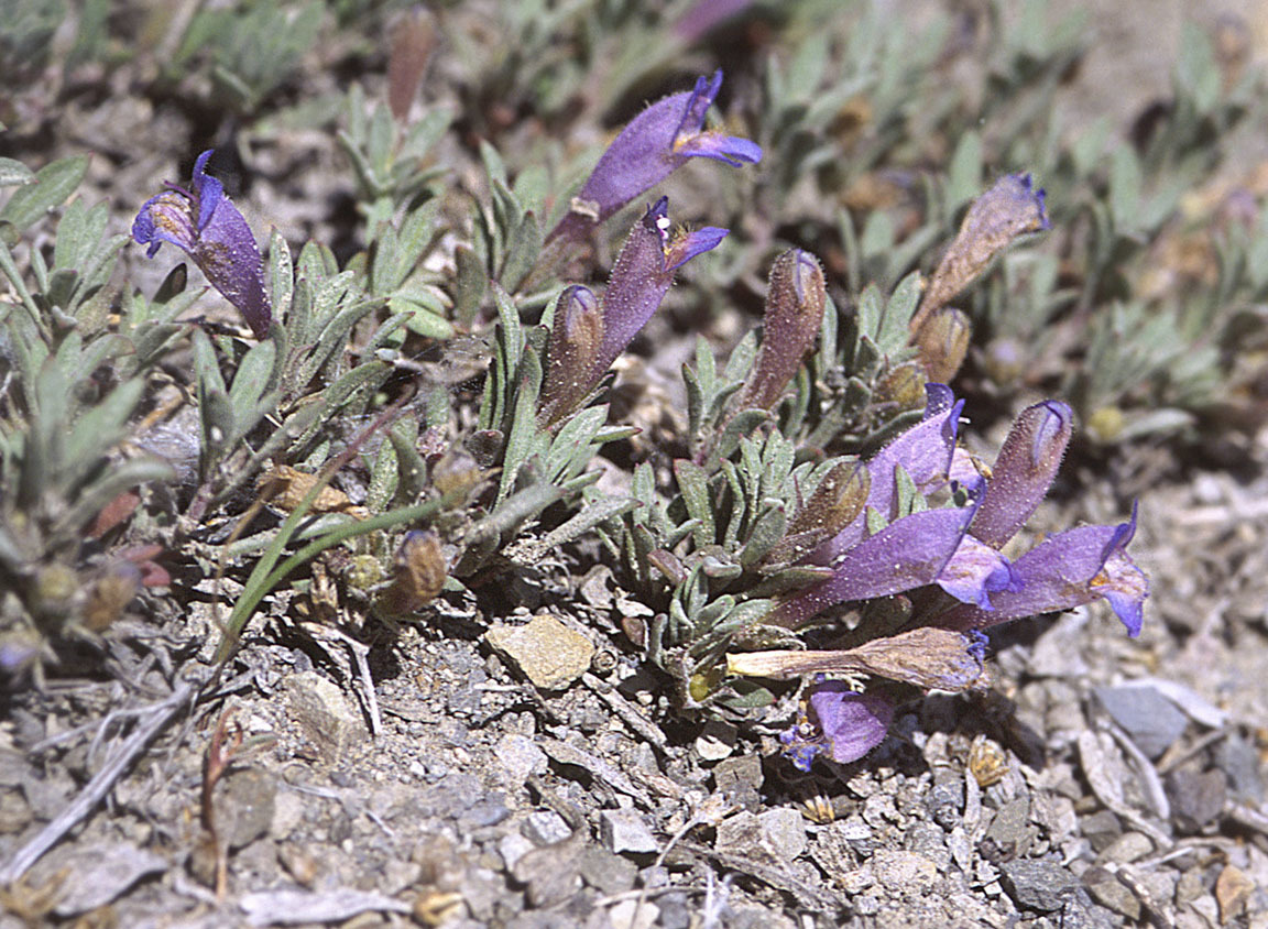Penstemon caespitosus var. caespitosus