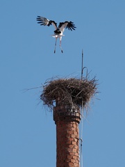 Ciconia ciconia
