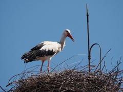 Ciconia ciconia