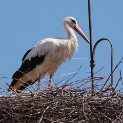 Ciconia ciconia