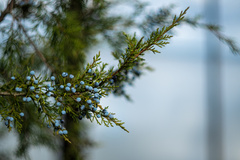 Juniperus virginiana virginiana