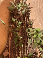 Clematis ligusticifolia