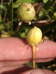 Parnassia cirrata intermedia