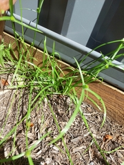 Cyperus brevifolius