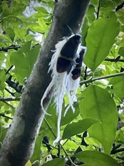 Fulgoridae