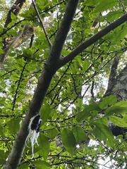 Fulgoridae