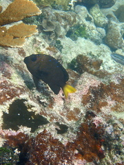 Microspathodon chrysurus