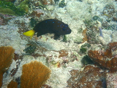 Microspathodon chrysurus