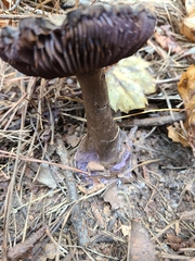 Cortinarius violaceus